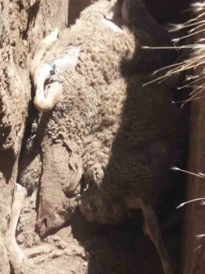 Kurban Bayram’ı Öncesi Besiciye Büyük Şok Ağıla Giren Kurt, 59 Koyunu Telef Etti
