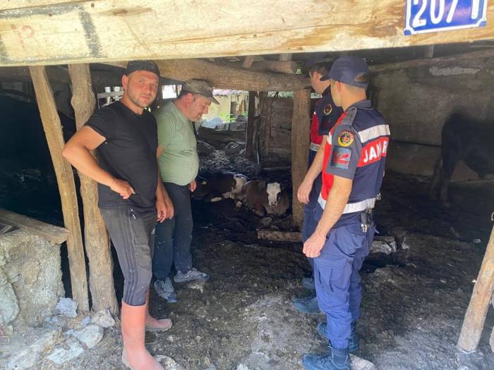 Kaybolan 4 Buzağı Jandarma Dronla Buldu