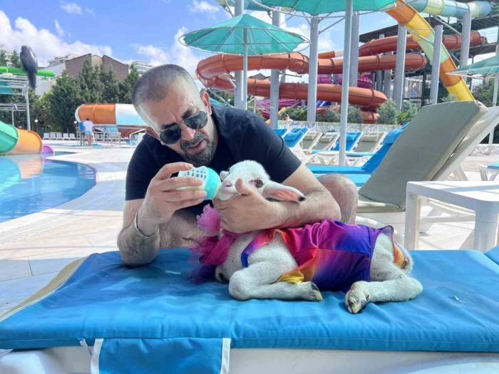 Kurban Bayramı Öncesi Kuzusuyla Tatil Yaptı