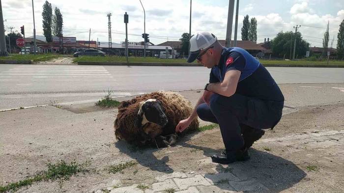 Araçtan Düşen Kurbanlık Hayvanı Zabıta Ekipleri Sahibine Teslim Etti