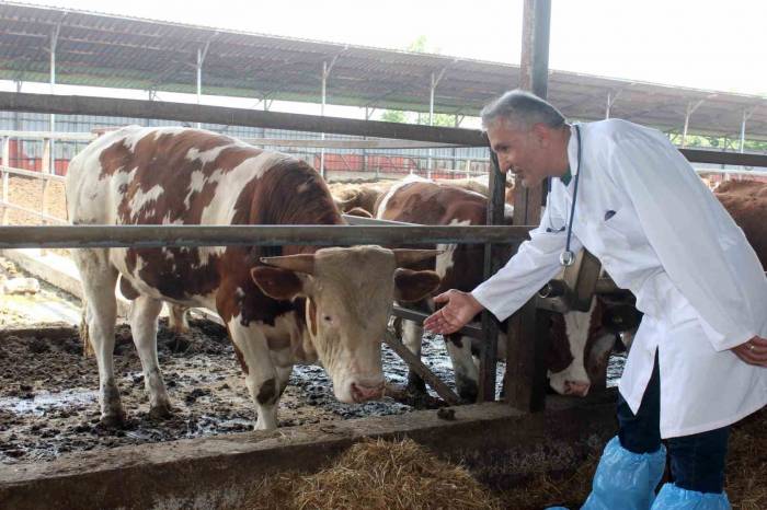 "kesilen Kurban Etlerini Üst Üste Koymayın"