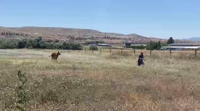 Kurban Bayramının İlk ’kaçağı’ Elazığ’dan: Kurbanlık İnek Sahibinin Omurgasını Kırıp Kaçtı