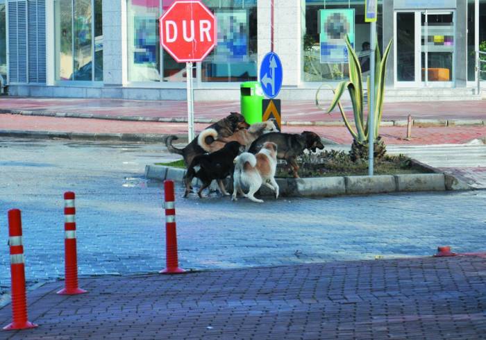 Gazipaşa’da Vatandaşlar Başıboş Köpeklerden Şikayetçi