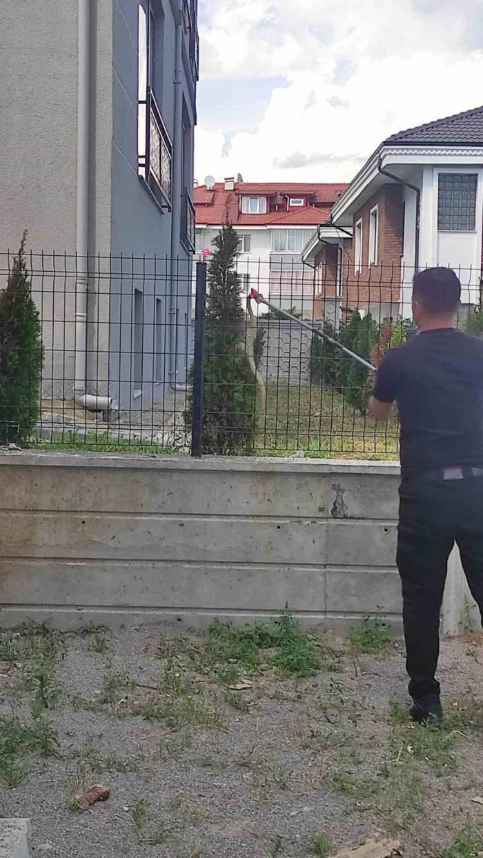 Apartman Bahçesindeki Tellere Çıkan Yılan Ekipleri Harekete Geçirdi