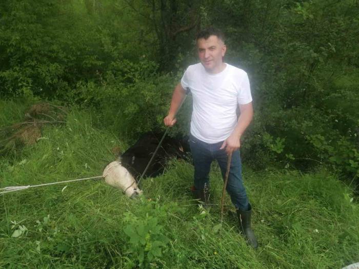 Sahibinden Kaçan Kurbanlık 4 Kişiyi Yaraladı, 6 Saatte Yakalanabildi