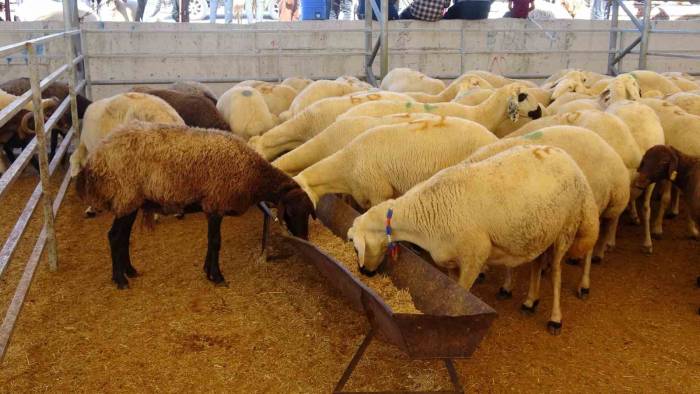 Kilis’te Kurban Pazarlarında Arife Günü Yoğunluğu