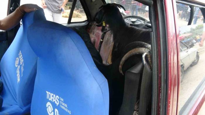 Kurbanlıklar Adana Usulü Taşındı