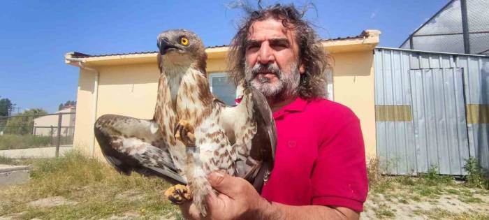 Van’da Tedavileri Tamamlanan Arı Şahinleri Doğaya Bırakıldı