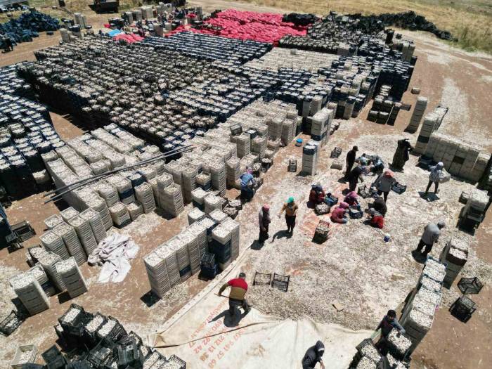 Sarımsak Tarlada 15, Markette 40 Lira