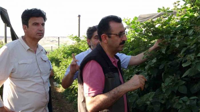 Siirt’ten 34 Ülkeye Böğürtlen İhraç Ediliyor