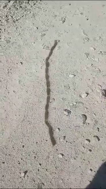 İlk Görüşte Yılan Sandı, Yaklaşınca Gözlerine İnanamadı