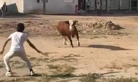 Kaçan Kurbanlık Boğa Ortalığı Birbirine Kattı