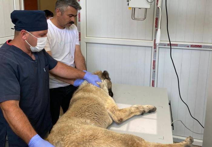 Bayramda Sokak Hayvanları Unutulmadı