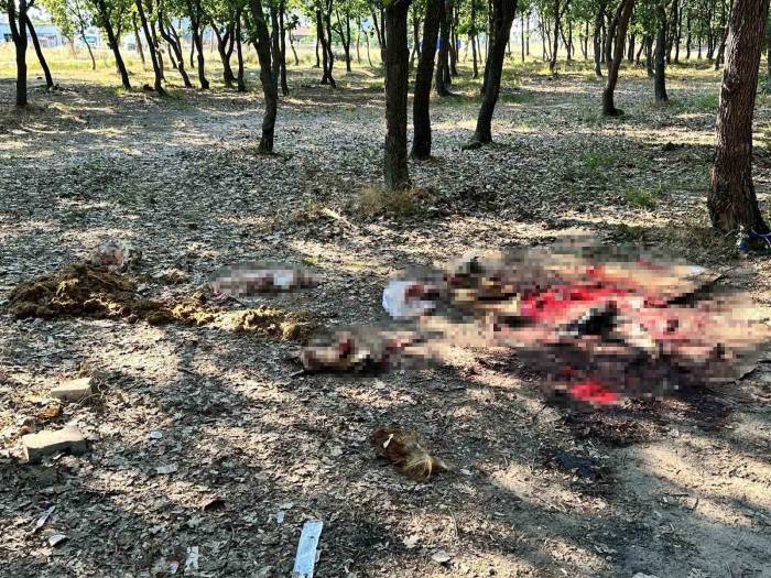 Ormanlık Alan Çöplüğe Döndü