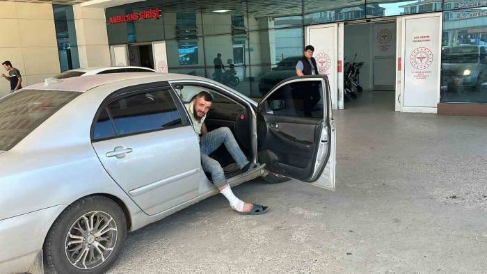 Kaçan Koçu Yakalamaya Çalışınca Yaralandı