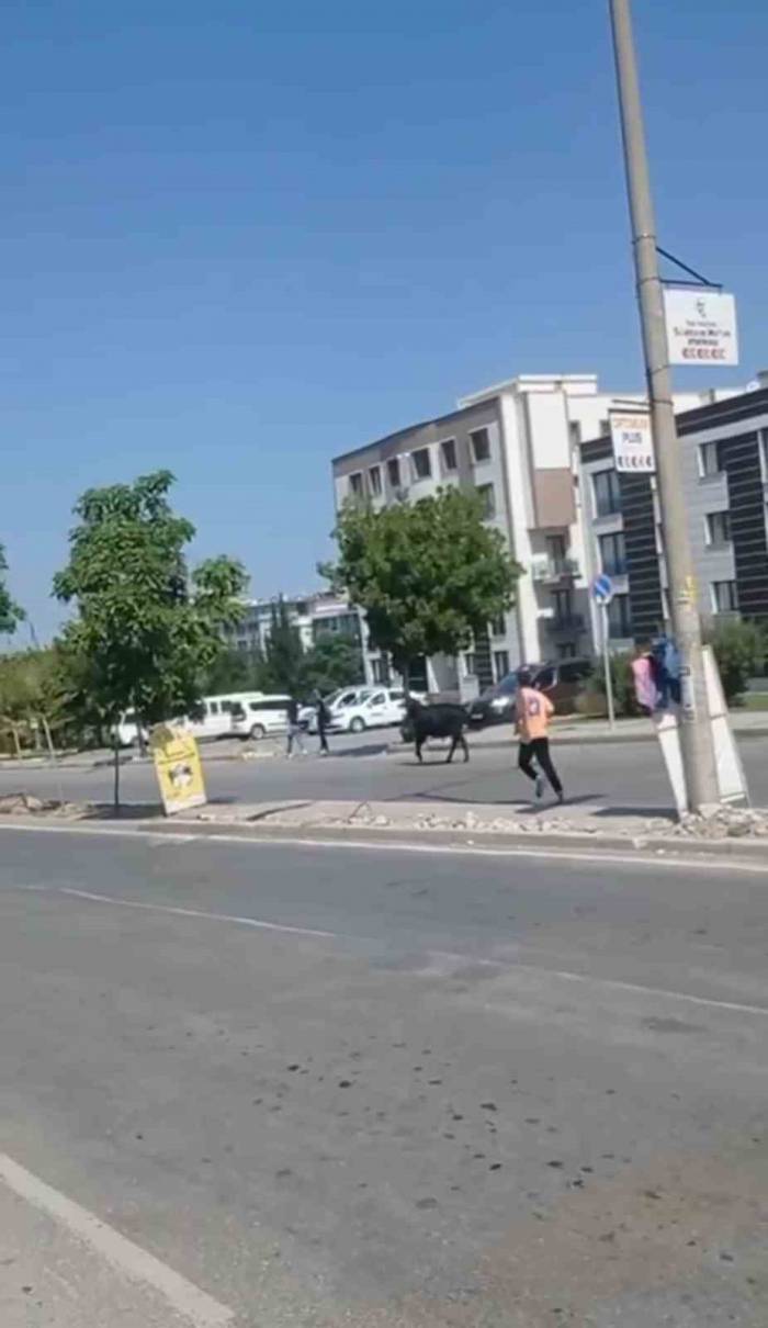 İzmir’de Kurbanlık Danalar Kaçtı, Sahipleri Kovaladı