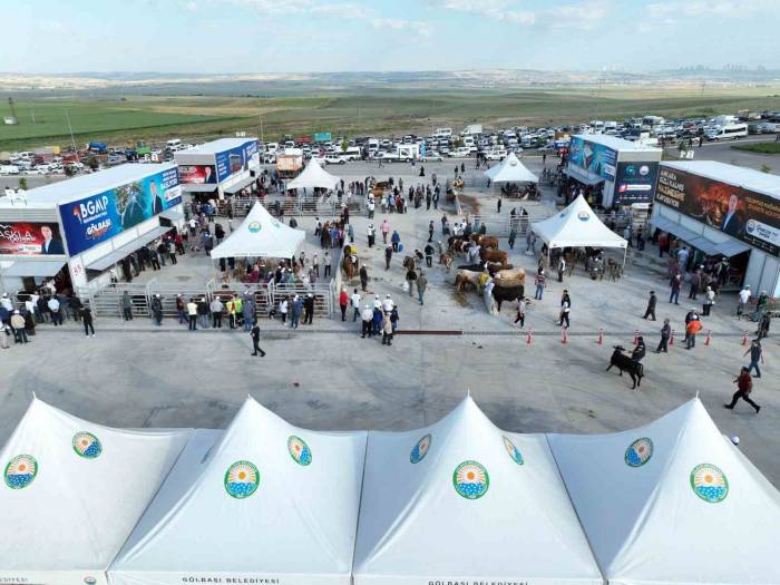 Gölbaşı Modern Kurban Satış Ve Kesim Merkezi’nde Bayram Heyecanı