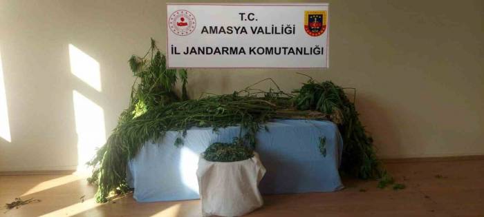 Amasya’da Nehir Kenarına Kenevir Eken 2 Şahıs Yakalandı
