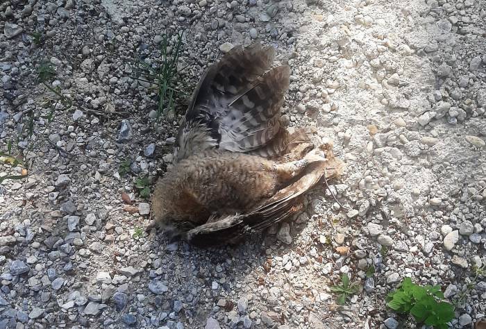 Baykuşları Öldürüp Yola Attılar