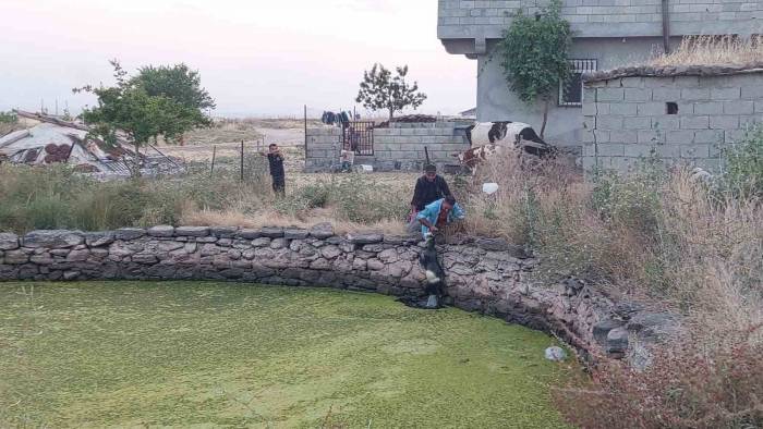 Gölete Düşen Oğlak Kurtarıldı: Annesi Kurtarılmasını Bekledi
