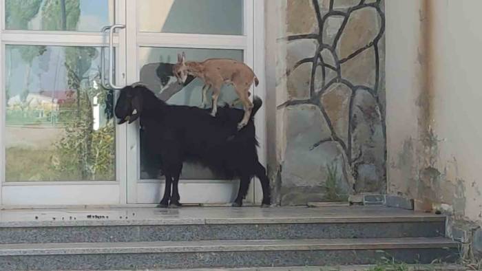 Yavru Yaban Keçisi Süt Annesine Alıştı