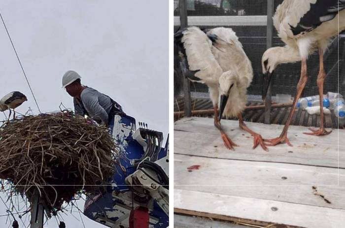 Aras Edaş’tan Yavru Leylek Operasyonu