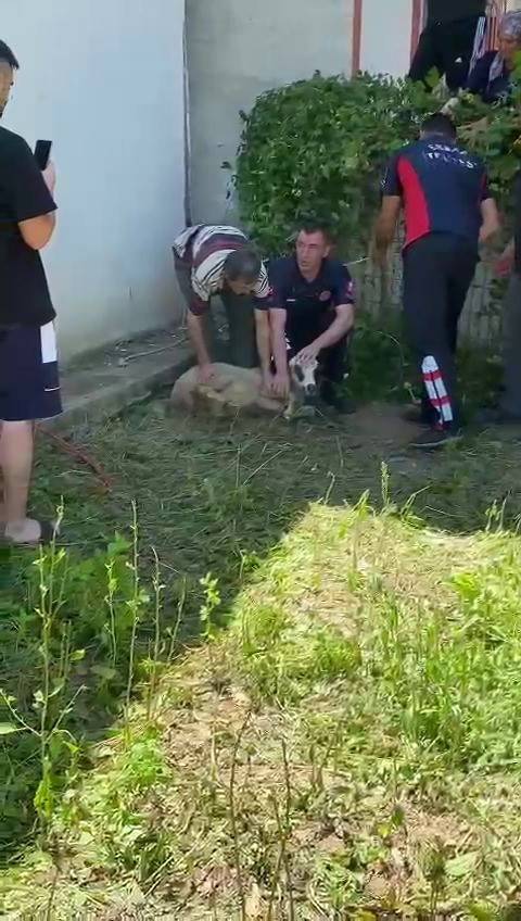 Boşluğa Sıkışan Koyun Kurtarıldı
