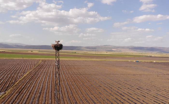 Muş Ovası’nda Konaklayan Leylekler Büyük Göçe Hazırlanıyor