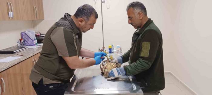 Tedavi Altındaki Yaban Hayvanlarına Bayram Bakımı