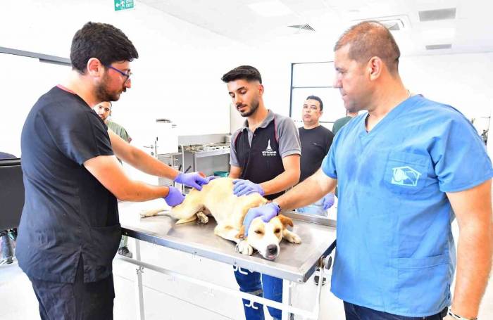 İzmir’de Bir Yılda 25 Bin Kedi Ve Köpek Kısırlaştırıldı