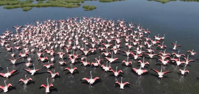 Gediz Deltası’nda Allı Turnalardan Görsel Şölen