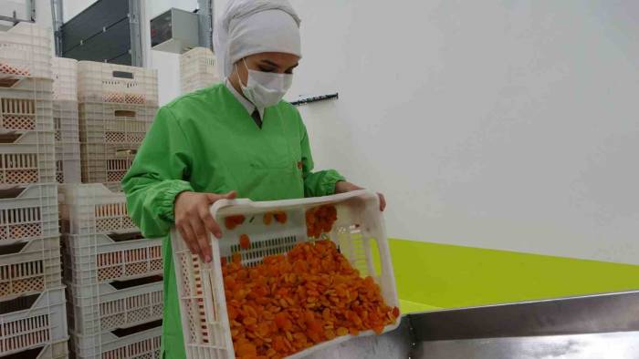 Depreme Rağmen Kuru Kayısı İhracatı Yüz Güldürdü