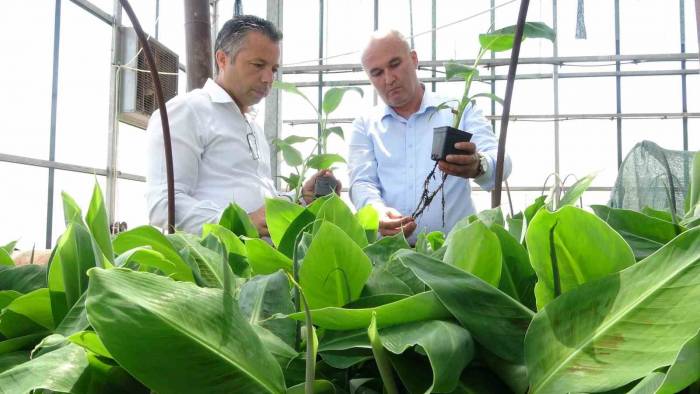 Tescilli Erdemli Muzunun Doku Kültürüyle Fidesi Üretildi