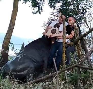 1 Gün Boyunca Kuyuda Mahsur Kalan İneği Kurtardılar