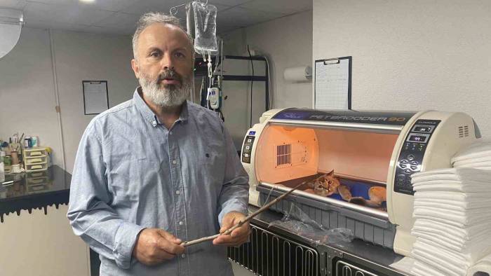 Oyun Oynarken Camdan Atlayan Kedinin Karnına Odun Parçası Saplandı