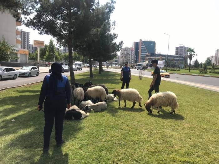 Diyarbakır’da Bayram Boyunca Zabıta Ekipleri Denetim Gerçekleştirdi