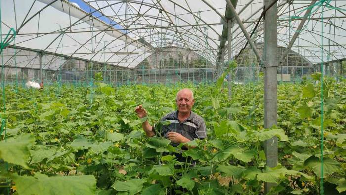 3 Bin Metrekarelik Serada Bayramda Bile Üretime Devam Ediyor