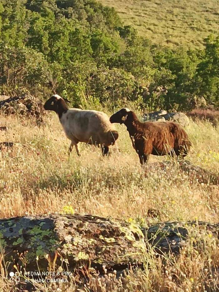 Kesime Giderken Kaçan Kurbanlık Koyunları Jandarma Buldu