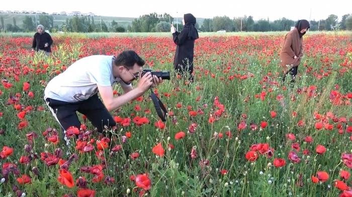 Gelincik Tarlaları Görenleri Mest Ediyor