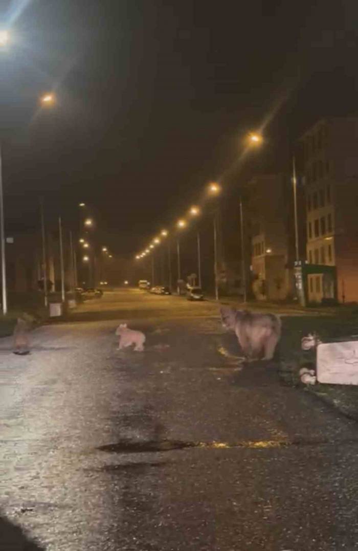 İlçe Merkezine İnen Anne Ayı İle 2 Yavrusu Kamerayla Yakalandı