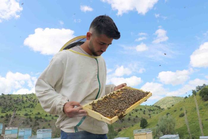 Tescilli Zara Balı’nda Rekoltede Düşüş Bekleniyor