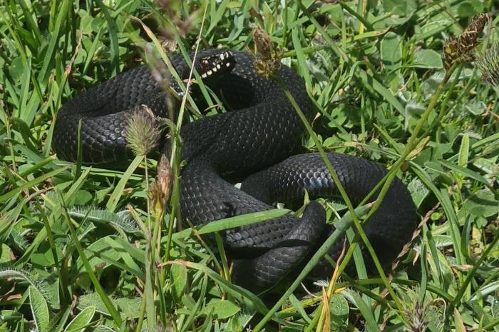 Mantar Ararken Zehirli Baran Engereği Buldu