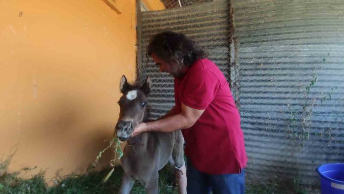 Van’da Sahibi Tarafından Kırık Ayağıyla Terk Edilen Tay Tedavi Altına Alındı