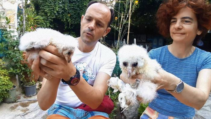 Yaralı Halde Bulunan Peçeli Baykuşlar, Doğaya Salınacağı Günü Bekliyor