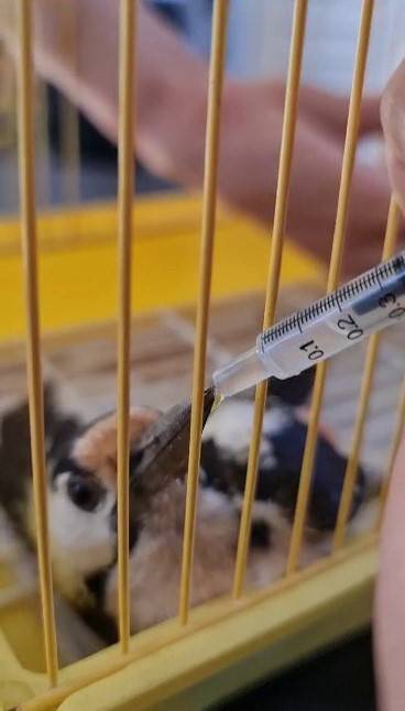 Yaralı Bulduğu Kaz Gölü Misafirini Tedavi Ettirdi