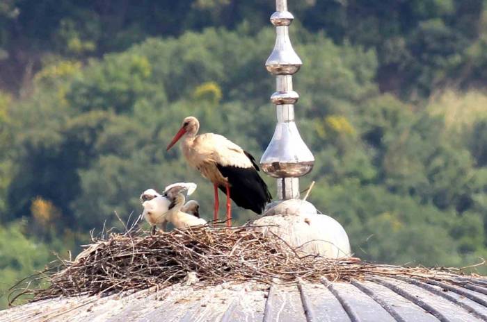Cami Kubbesindeki Yavru Leylekler İlk Kez Görüntülendi