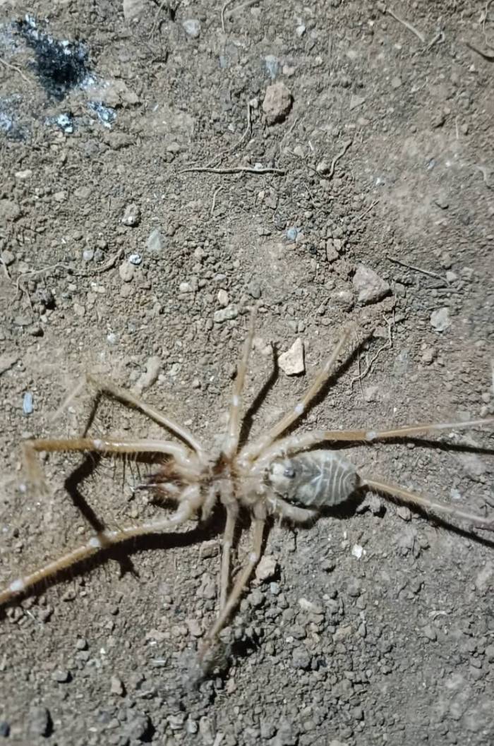 Elazığ’da Et Yiyen ’sarıkız Örümceği’ Görüldü