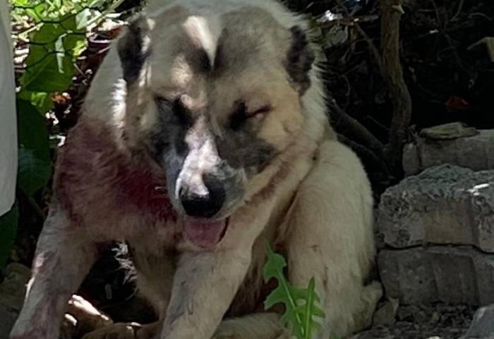 Aracın Çarptığı Çoban Köpeğine Cerrahi Müdahale