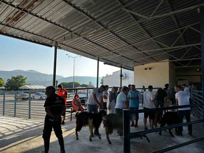 Muğla’da Kurban Kesim Oranları Arttı