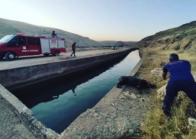 Nusaybin’de Sulama Kanalına Düşen Domuzu İtfaiye Ekipleri Kurtardı